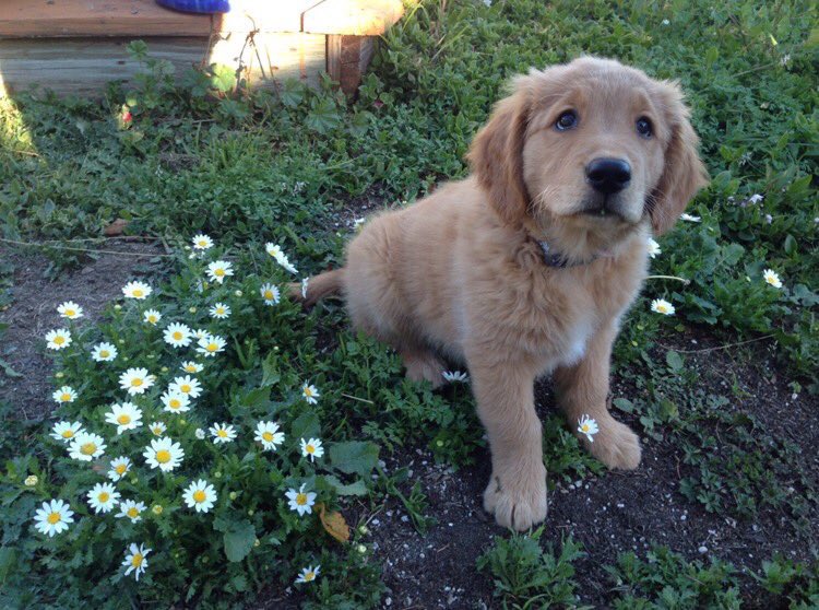 dogsandfIowers's tweet photo. https://t.co/1EGm7ZbGaQ