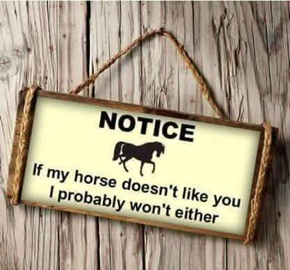#sotrue #horses #equestrianhour #equestrian #EquineHour #equine