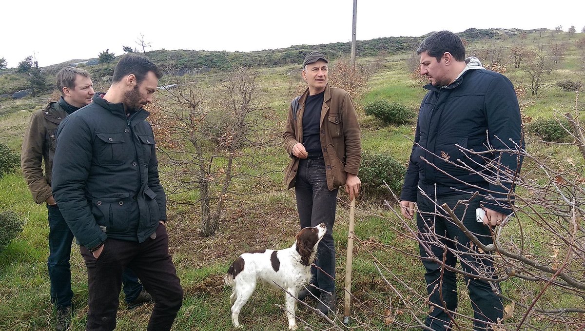 ATruffles's tweet image. Truffle hunting with some Chef , intense , interesting two days. Lisa, the dog did a great job , great feeling!!