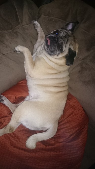 Really? There is a #nationalnappingday well I will leave that to Scooter as for us humans #wakeup 😁 https://t<a href="/tag/nationalnappingday"class="tags">#nationalnappingday</a><a href="/tag/wakeup"class="tags"><span>#wakeup</span></a>