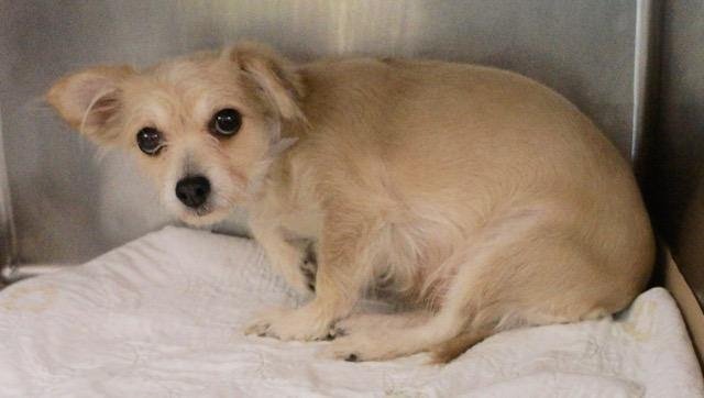 UrgentPart2's tweet photo. PEACHEY - A1067259 - Please Share:

TO BE DESTROYED 03/15/16  **NEW HOPE ONLY**Tiny ...
https://t.co/Hp6OH0R7LY https://t.co/4hJMkWQYWo