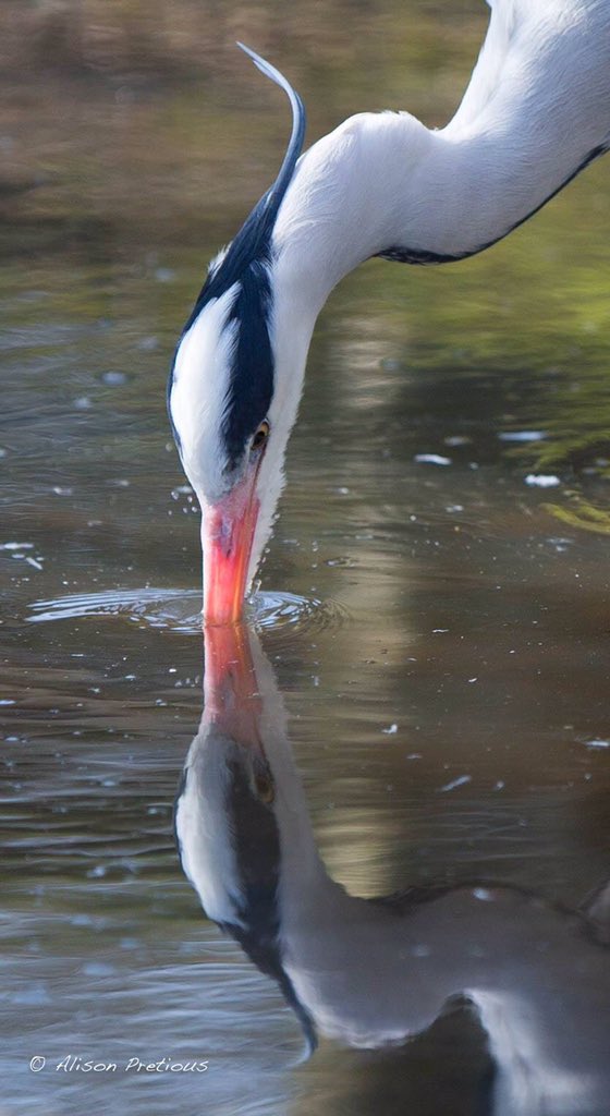 Getting my wild life fix