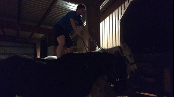 MariaKCalderara's tweet photo. I have to say Max and Khan's #patience is #amazing! #percheron #horses #lovehorses #trust https://t.co/pT8Bo3OU0Q