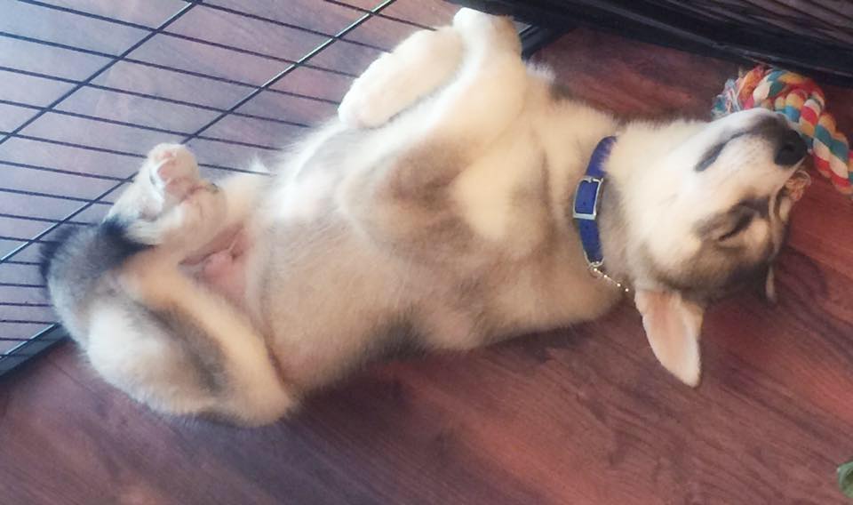 SquishyRajah's tweet photo. California dreamin' #squishyrajah #siberianhusky #puppylove #cutehuskies #cutedog #cutepuppies #cutepets #dogs https://t.co/QGlG5VfFpy