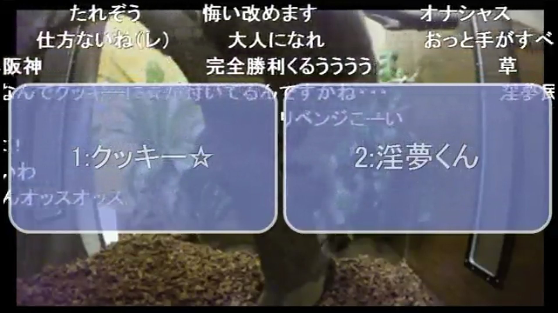 かなぺっぽ先生 相互 ニコニコ公式生放送でスローロリスの名前決めアンケが行われる 絞られたのは七つの候補 七つの大罪 の多かった クッキー と 淫夢くん で二択に あっ 察し 51 8 で 淫夢くん に決まり完全勝利 今こ こ T