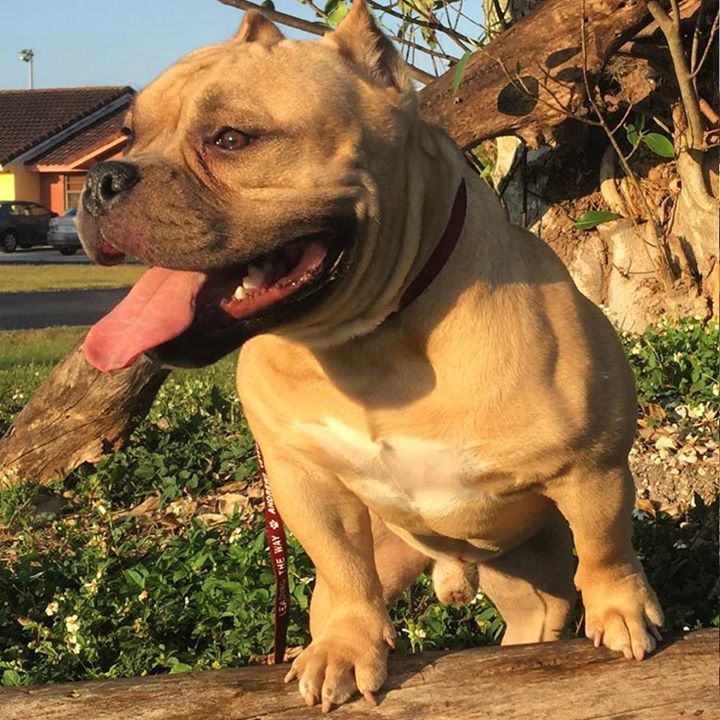 Americanbullyhq's tweet photo. #cowboy #maigi #dax #pnutt #kratos #exoticbullys #thailandbullies #bullys #bullies #americ… https://t.co/hsWUMouP2C https://t.co/3MyioDMJWs