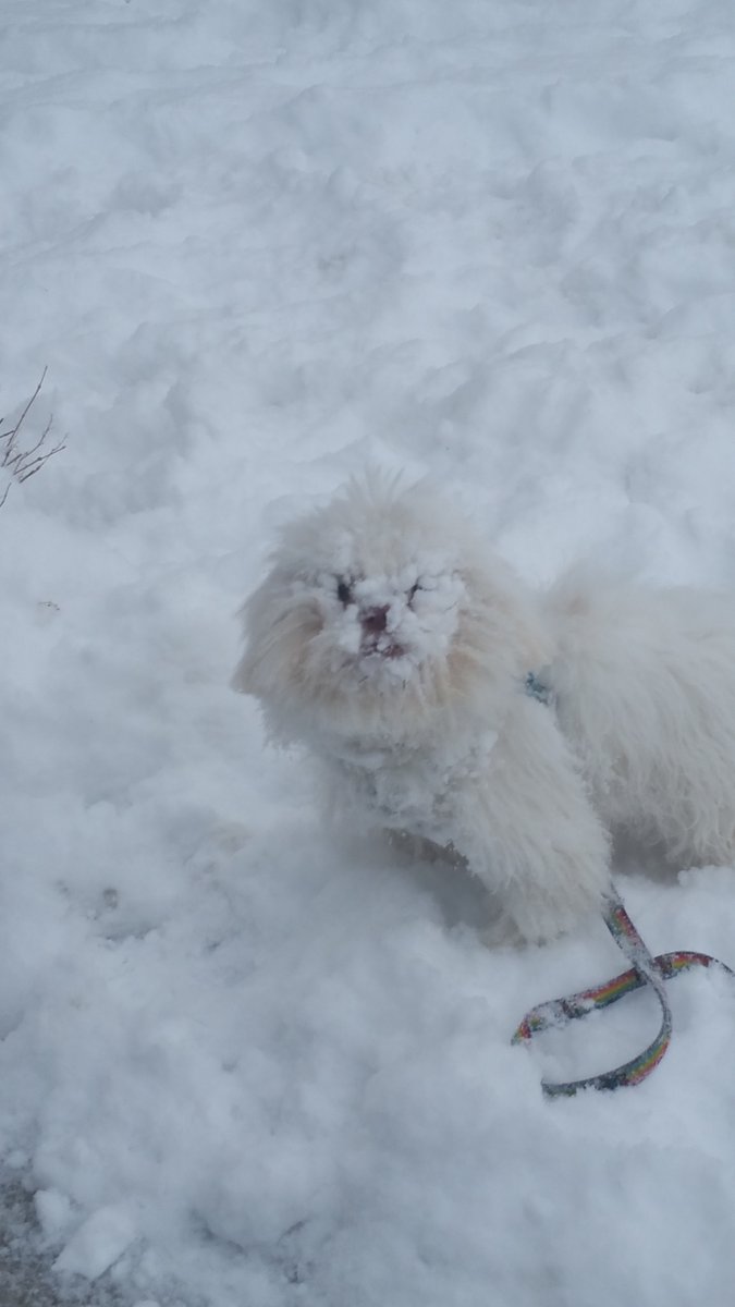 SimplyTreesUT's tweet image. Check out my newest blog post about fruit tree care and pruning here:
 ow.ly/ZeNwp