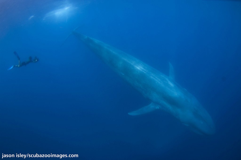 oceanews's tweet photo. A Baleia-azul (Balaenoptera musculus), pode medir 35m de comprimento e pesar mais de 150 toneladas! https://t.co/MOVe2oNhQs