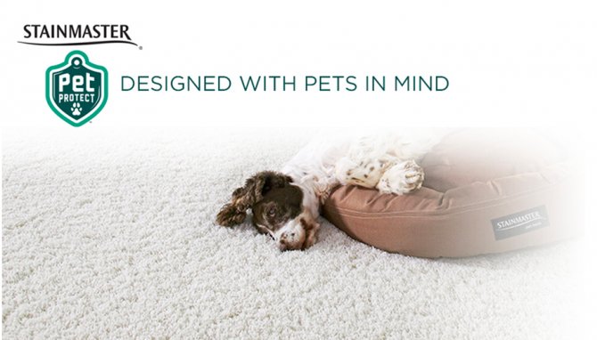 Sarmazian's tweet photo. https://t.co/PNPWE4LYXb @Stainmaster #DesignedWithPetsInMind #GotPets #PetProtect #Flooring #Floors #Floor #Carpet https://t.co/BsKpFKfLGq