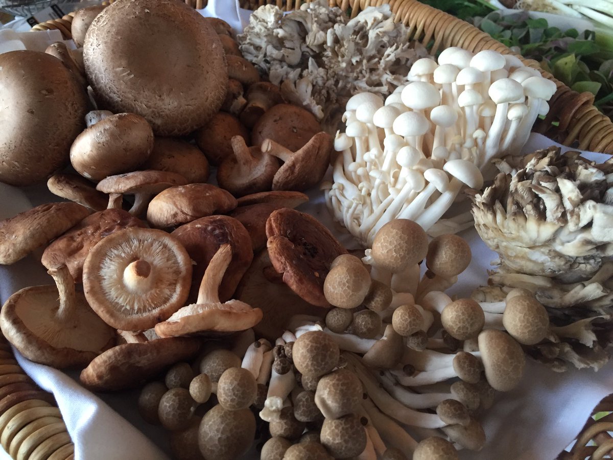 ChefDwhitaker's tweet photo. Mad about Fungi with @CCFyeg @FairmontMAC learning about mushrooms with Martin #AlbertaMycologicalSociety #fungi https://t.co/Ve4tiPez3I