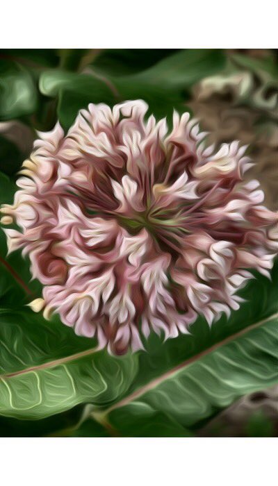 MttdashTalia's tweet image. Is there a nontoxic version of #locoweed? great-grandmother had a broken nose from #lococow.