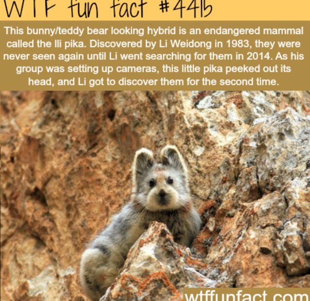 RFFDaily's tweet image. Pika Boo ☺️