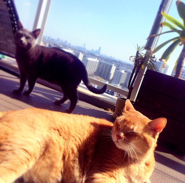 TinyYumi's tweet photo. 久々のお天気☀️
ゴロゴロにゃー🐱気持ちよさそう〜😁 https://t.co/X73zTGGplA