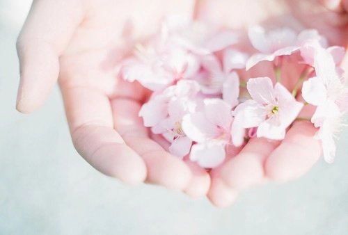 꽃봇 (@blossoms_bot) on Twitter photo 