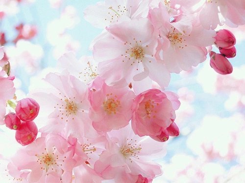 꽃봇 (@blossoms_bot) on Twitter photo 