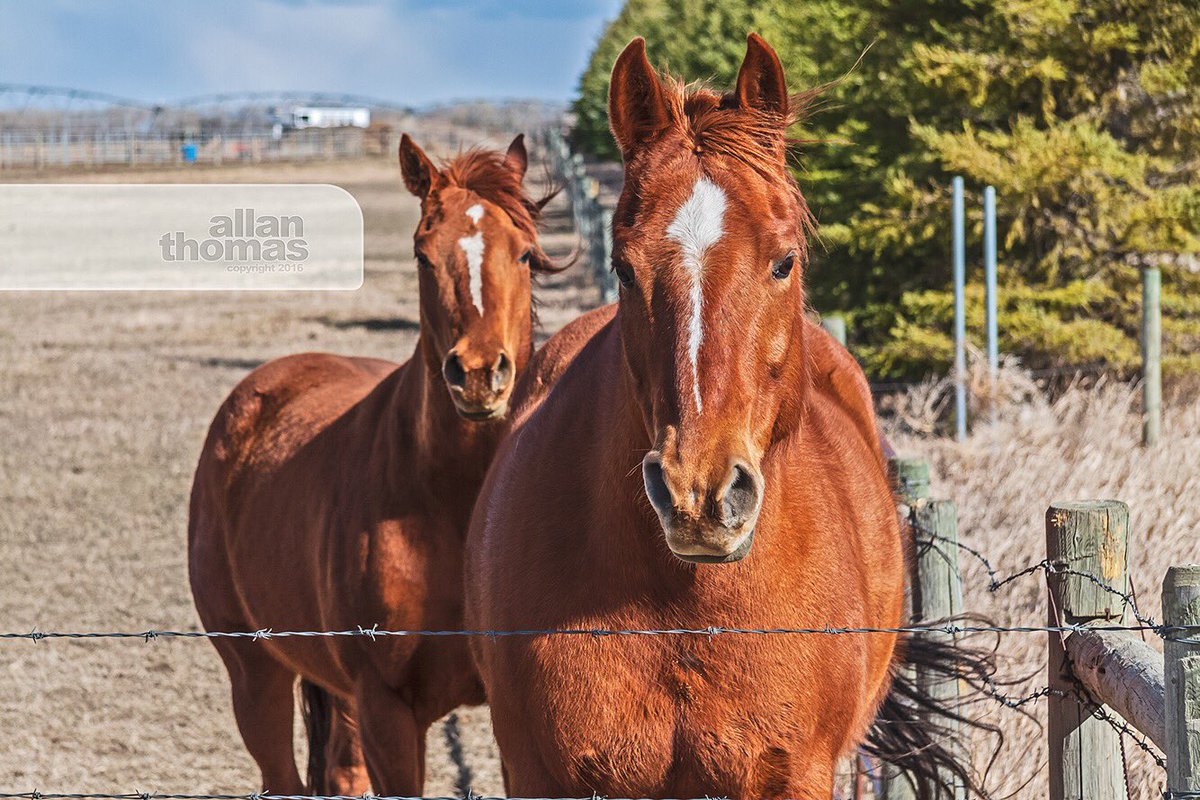 AllanThomas2015's tweet photo. Just horsing around in #MedicineHat! #horsepower #allanthomas2015 #Alberta #beautiful #southernalbertaphotographer https://t.co/7Wo3IcTHgv