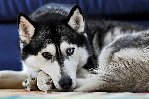 冬青 オッドアイのシベリアンハスキー超イケメン シベリアンハスキー オッドアイ T Co Lwnsyottkp Twitter