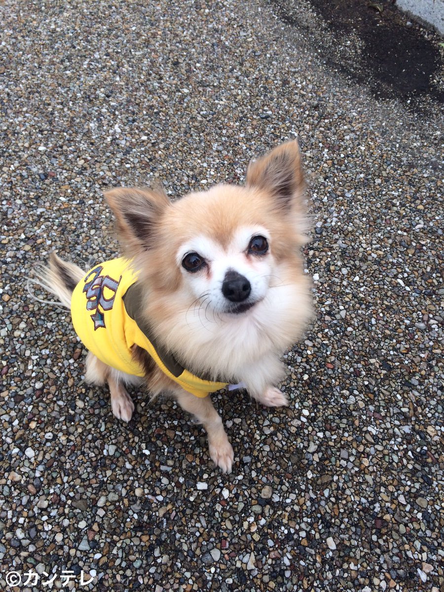 Dvdは7 6発売 お義父さんと呼ばせて Na Twitteru 12月から続いた撮影のラストシーンを務めた のは 主演でもヒロインでもなく 太郎くんを演じたチワワのクリちゃんでした ﾉ 撮影お疲れ様でした お義父さんと呼ばせて 最終回は エンケン渡部にあなたも号泣