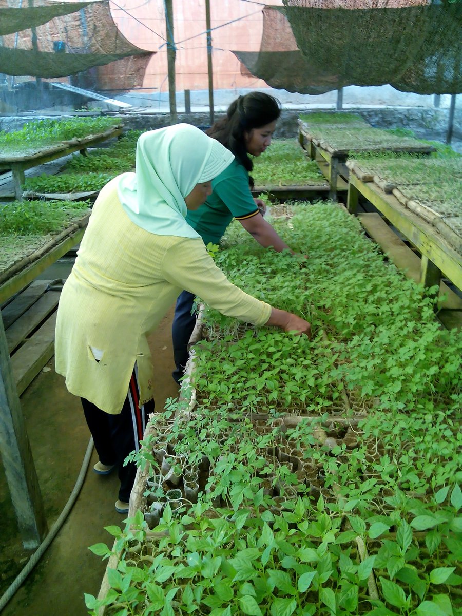 tempat pembibitan tomat dan cabe