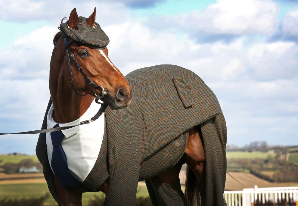 これぞ 馬子にも衣装 テーラーメイドのスーツを着こなすイギリスの馬が英国紳士すぎて渋い イギリスさすが Togetter