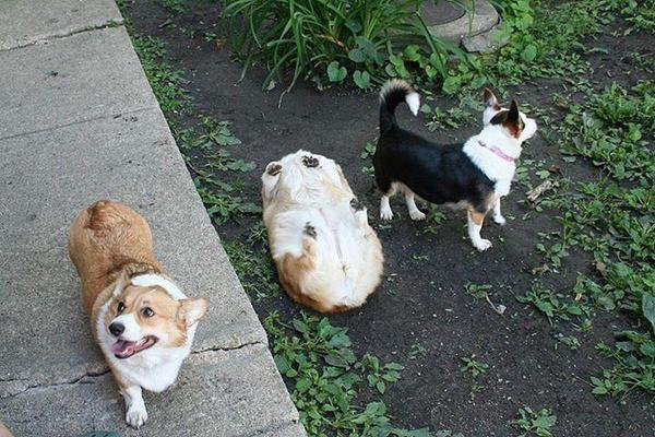 SoMuchAww's tweet photo. Corgi Down https://t.co/S2PgkHK8ox