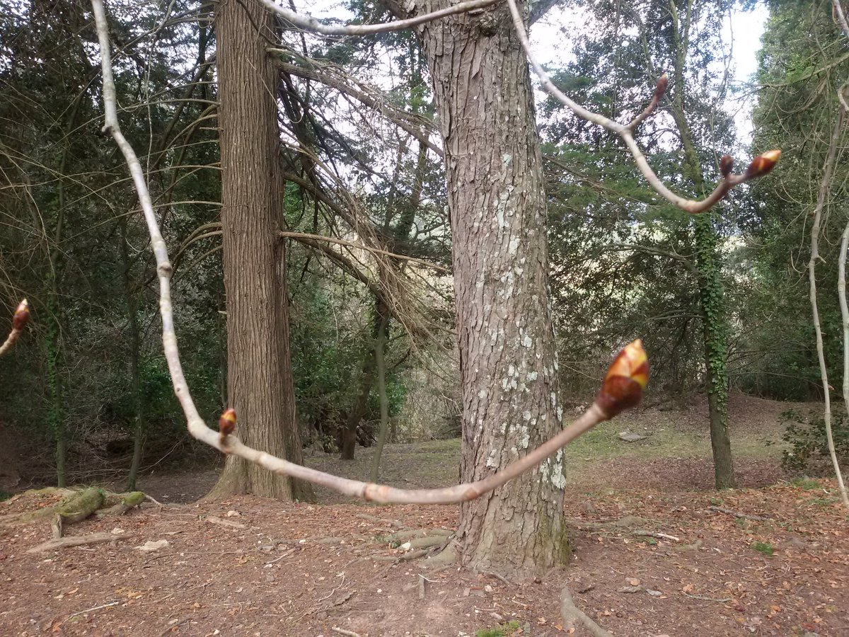 BioCerca's tweet photo. Gemmes esperant la #primavera al mig del #bosc #natura https://t.co/Vl1oTdYfMO