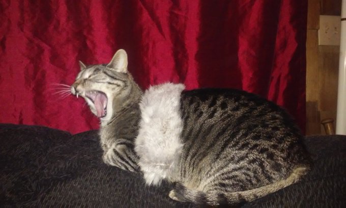 Ragnar Catloaf https://t.co/WAHble9eVT<a href="/tag/pickaprofessionalfuck"class="tags"><span>#pickaprofessionalfuck</span></a>