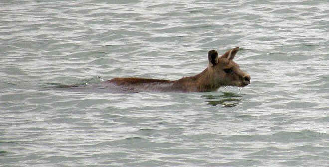 RexairStinks's tweet photo. @RexAirlines @kangaroo_island Trust me, a swim to Kangaroo Island is way better than taking RexAir #rexair https://t.co/E6VjjepFaU