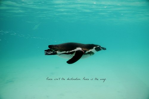 l1ght3n's tweet photo. Penguin ride @ViolinNDance @Penguin___Lover https://t.co/AtbgVJedAf Mima Osawa https://t.co/pIxV2l9BI7