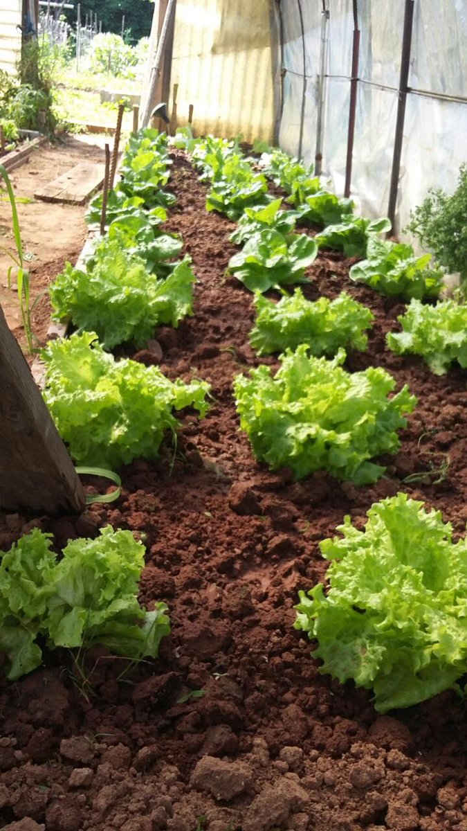 #mimancailgiardinodelpapa