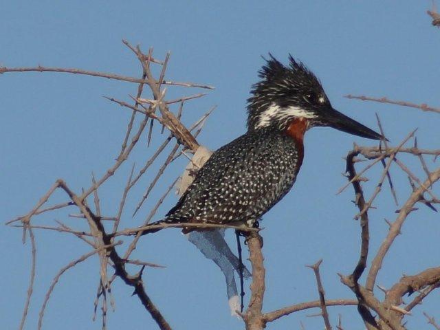 Rawbotswana's tweet photo. Beautiful giant kingfisher at Motswiri #birding #ridinginafrica #walkinginbotswana #botswana @TourismBotswana https://t.co/JpS5CSukIE