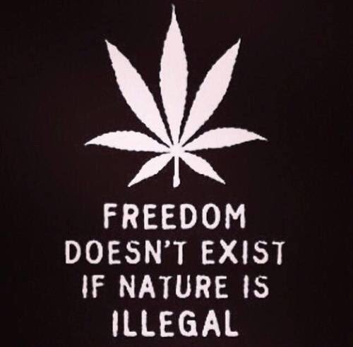 MariguanaMexico's tweet photo. https://t.co/WItTUxb1rl