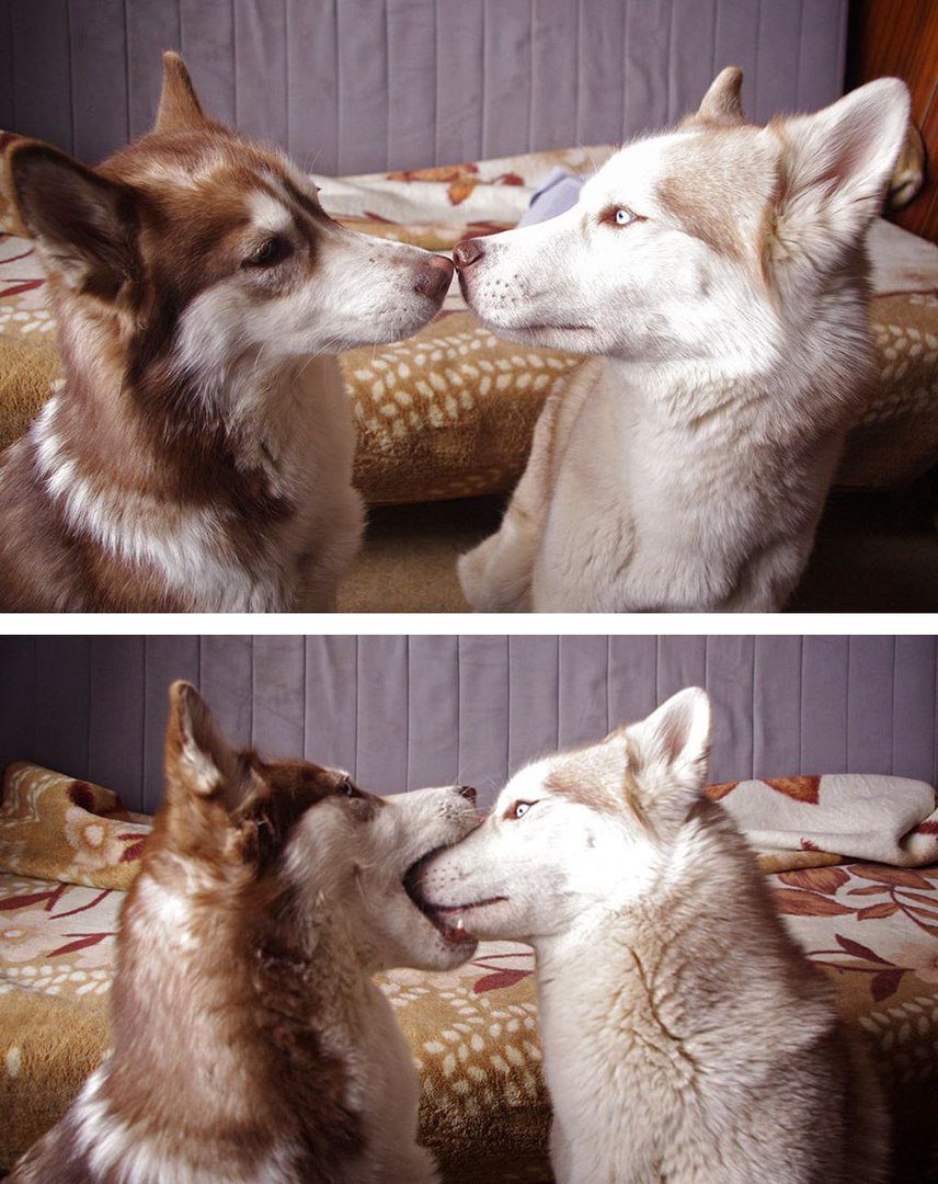 kassy_ru's tweet photo. Весна - время поцелуев 😍😚😘
#kassy_ru https://t.co/uuTr45sX4l