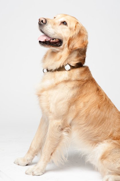 Alnpet's tweet photo. What a beautiful smile! You are so into life and enjoy every moment with Smart Collar and Smart Feeder🐶 https://t.co/vEEULjA9Iy