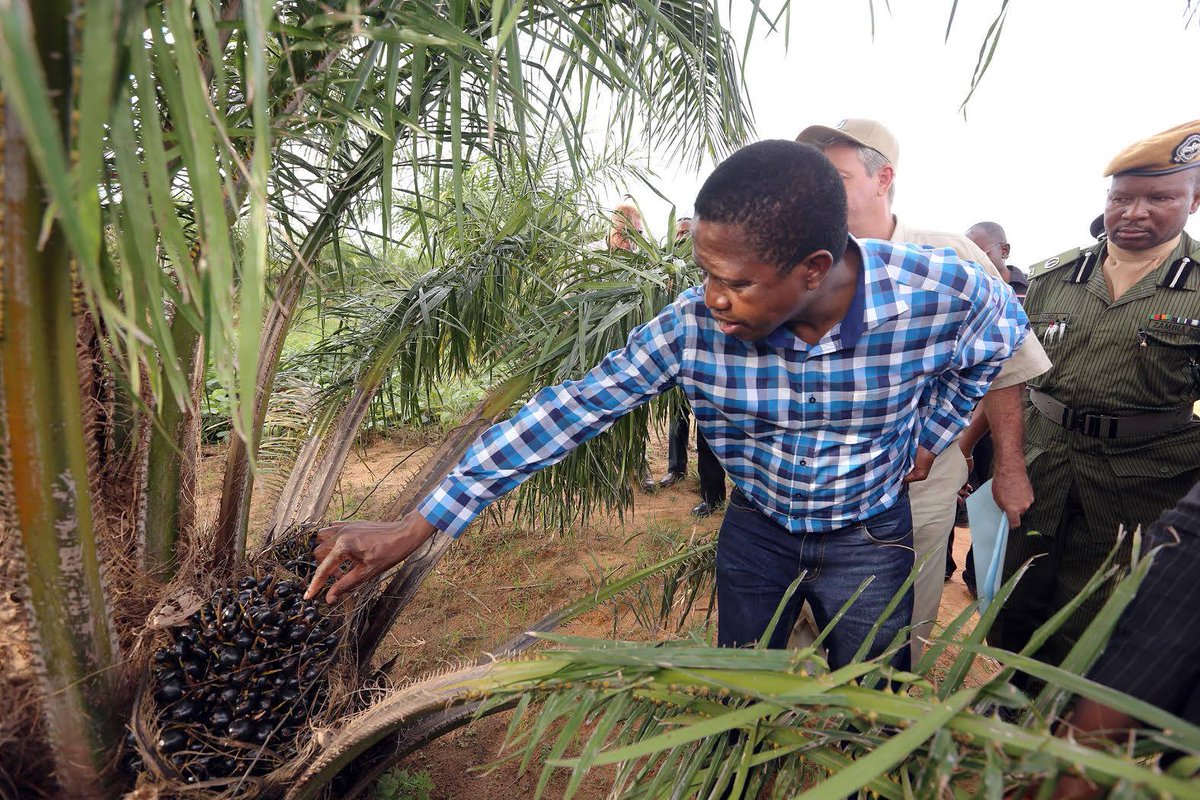 zadama24's tweet photo. President Lungu tours Zambia’s first ever palm plantation in Mpika, The plantation boasts of 2,800 hectares plants. https://t.co/mWZU9SRMGm
