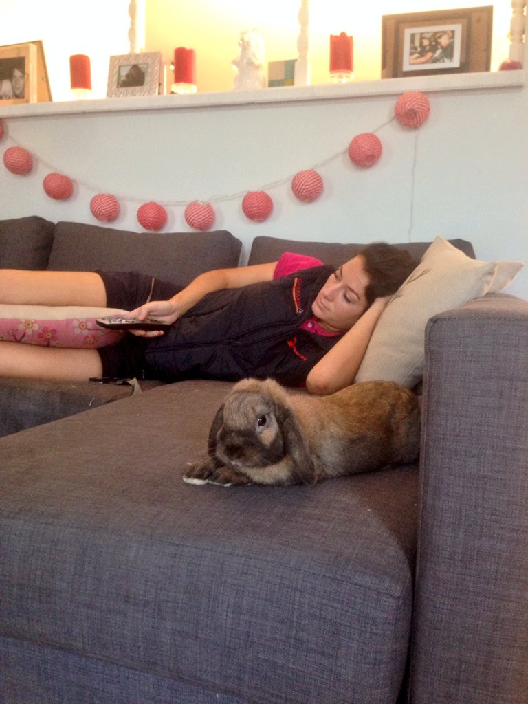 beermitchell's tweet photo. Lost my spot on the couch again
#DamnRabbit https://t.co/FOUwQy52Q6