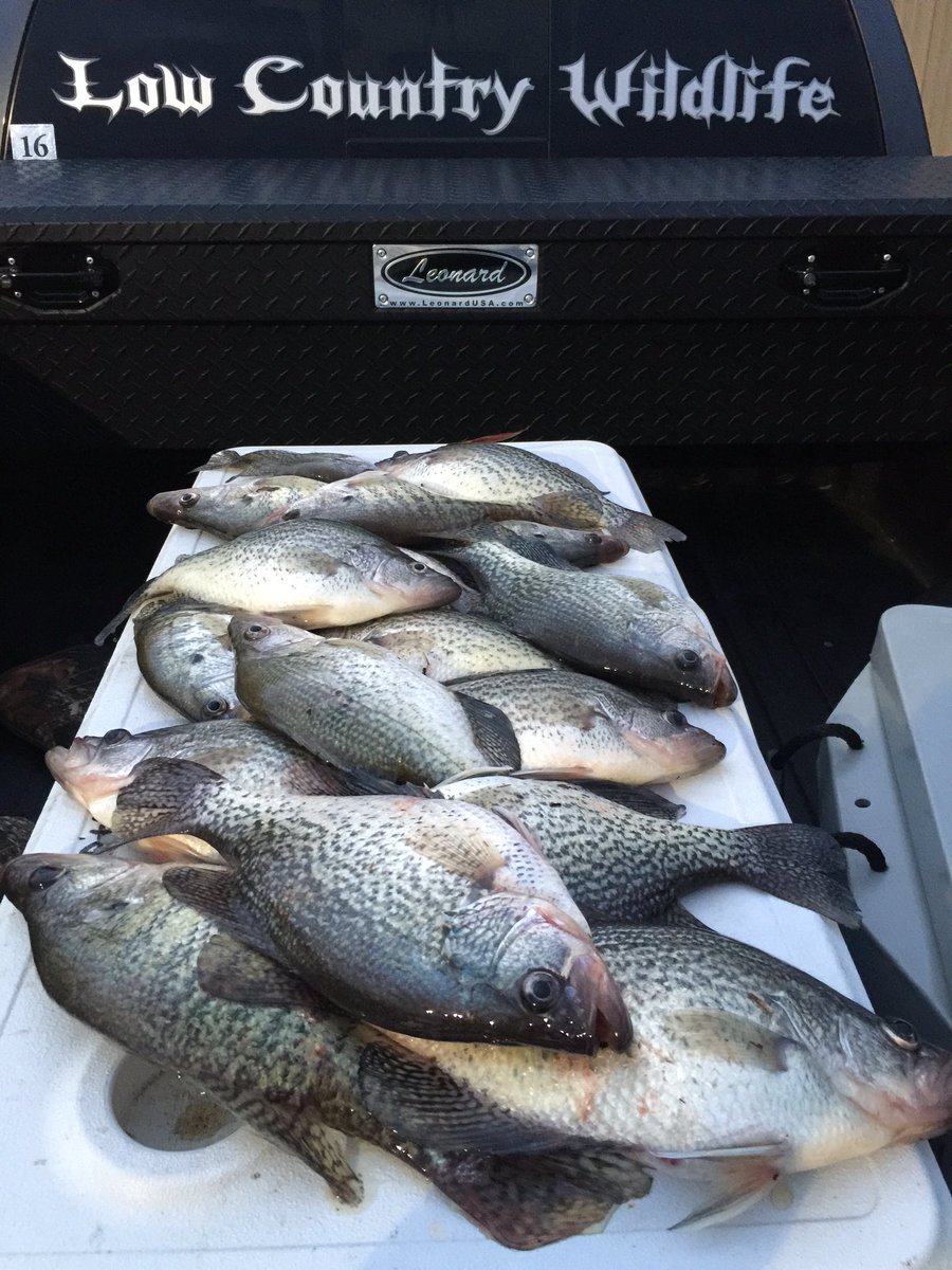 TeamLCW's tweet image. Slaying those slabs #crappie #crappiefishing #LCW