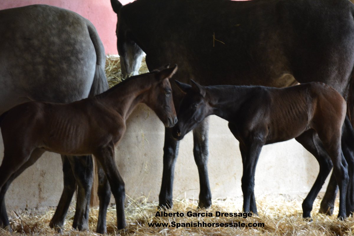 DressageAlberto's tweet photo. Time of new Born
Yeguada García Briñon.#spanishhorses #dressage
+info:https://t.co/oCTWNVdqt9 https://t.co/ZN3pbI3ik6
