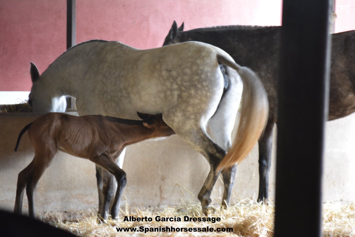 DressageAlberto's tweet photo. Time of new Born
Yeguada García Briñon.#spanishhorses #dressage
+info:https://t.co/oCTWNVdqt9 https://t.co/ZN3pbI3ik6