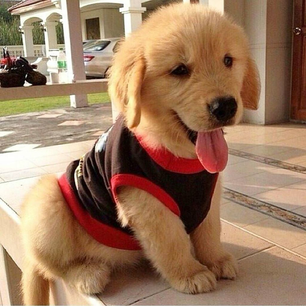 FluffyNAdorable's tweet photo. Can I have 12 please... 😁
#puppy #puppylove #dogstagram #dogsofficialdog #dog #cute #dogso… https://t.co/1Bfhw2VGEx https://t.co/GtrbWYEAyX