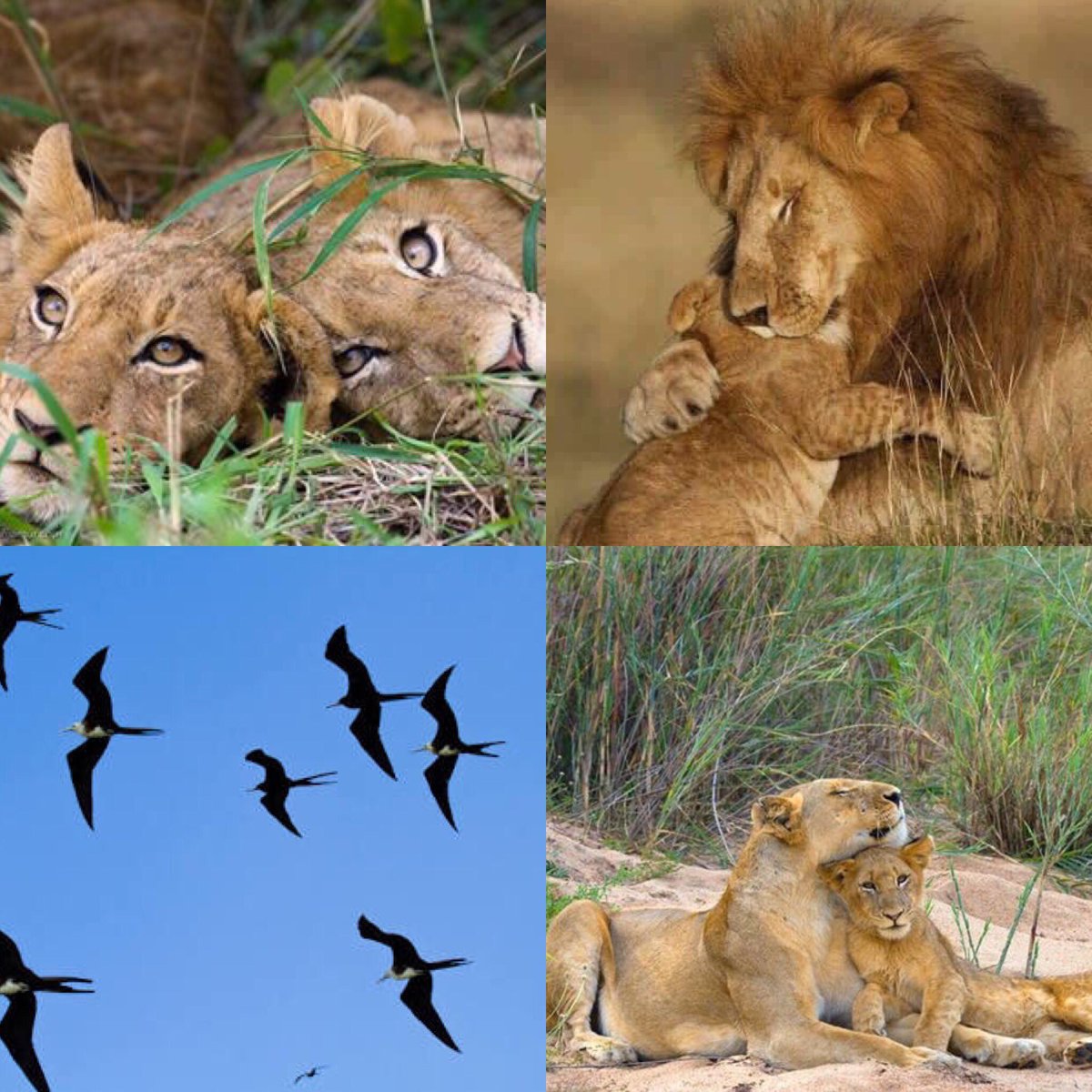 Good morning beautiful animals I pray for no more cruelty &amp; your freedom returned &amp; your homes and lives protected 🌎