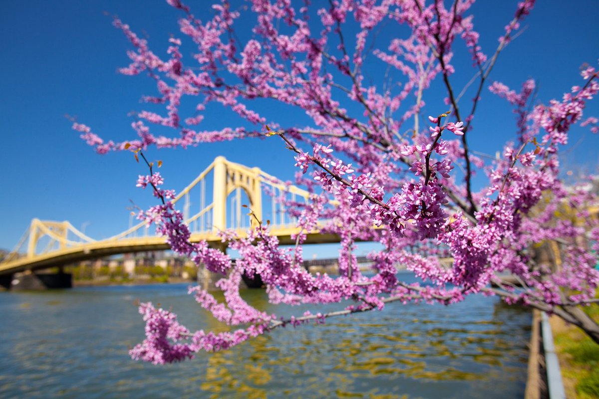 DowntownPitt's tweet photo. RT if you're excited for spring in the 'burgh! 🍃🌺 https://t.co/yAsWdpJcD5