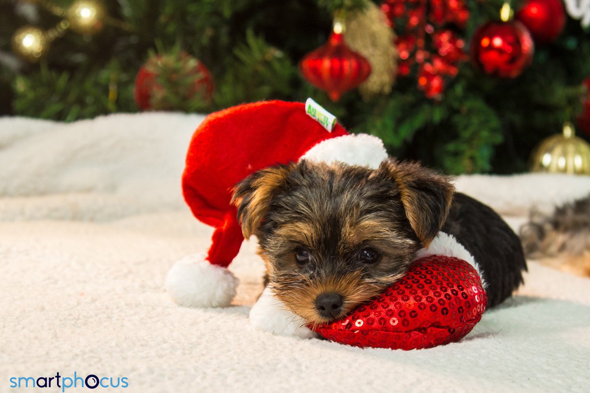 SmartPhocusPTY's tweet photo. #SmartPhocusPanama #photography #pets #dog #instadog #photographer #photosession #puppy https://t.co/89XaGLao8N