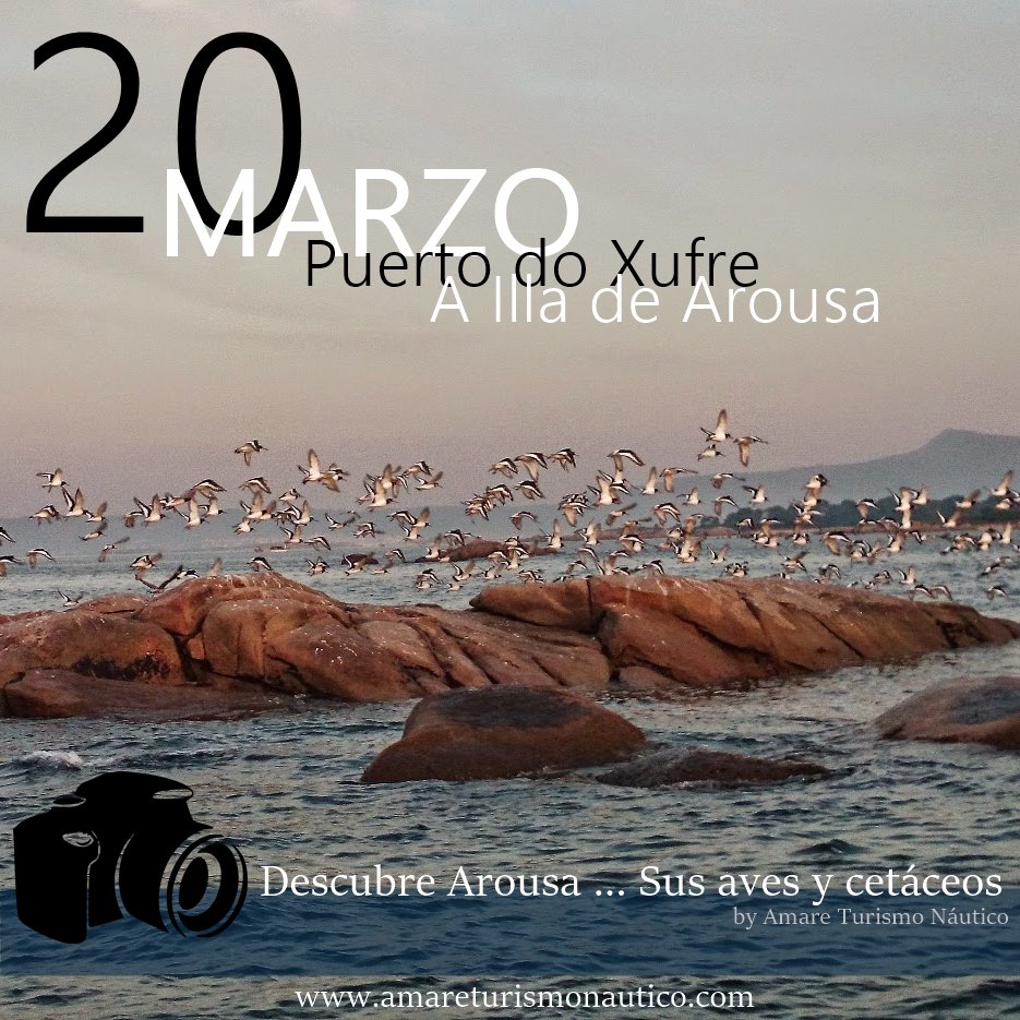 20 de Marzo ...Descubre #Arousa #SusAves #SusCetáceos by <a href="/amareturismo/">amare turismo</a> #SuGente #SusCostumbres <a href="/VisitArousa/">Visit Arousa</a>