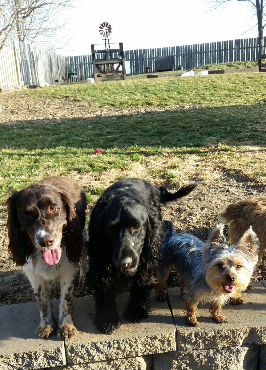 Mistiiniowa's tweet photo. Today at YPA these three are what's up. #Happytails #Dogsofourlives #dogsoftwitter Abby, Squirrel and Brinkley https://t.co/4zwZgKrnWr