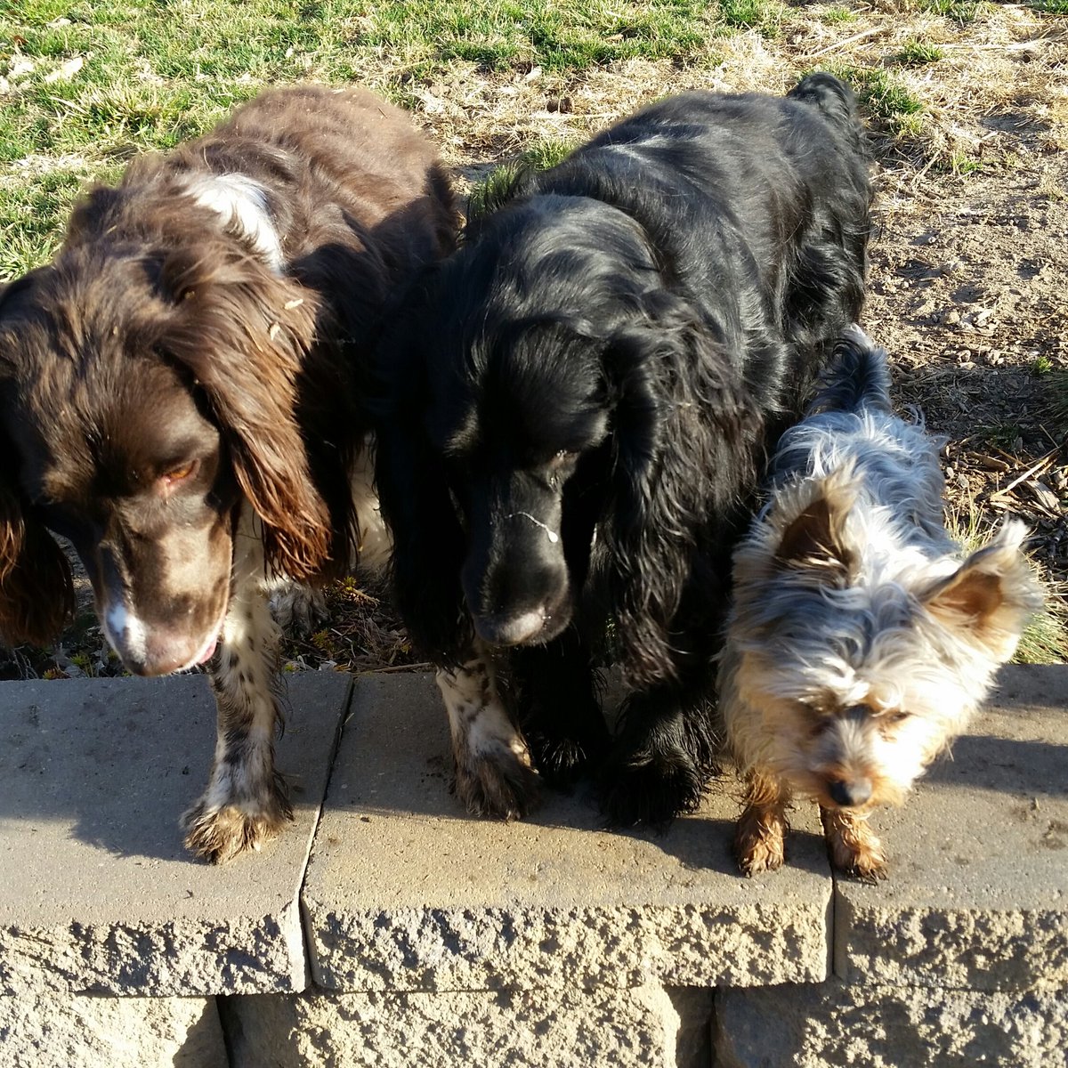 Mistiiniowa's tweet photo. Today at YPA these three are what's up. #Happytails #Dogsofourlives #dogsoftwitter Abby, Squirrel and Brinkley https://t.co/4zwZgKrnWr