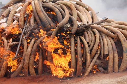 Malawi destroys 2.6 tonnes of smuggled #elephant #ivory goo.gl/q4Rf5y #WildlifeCrime