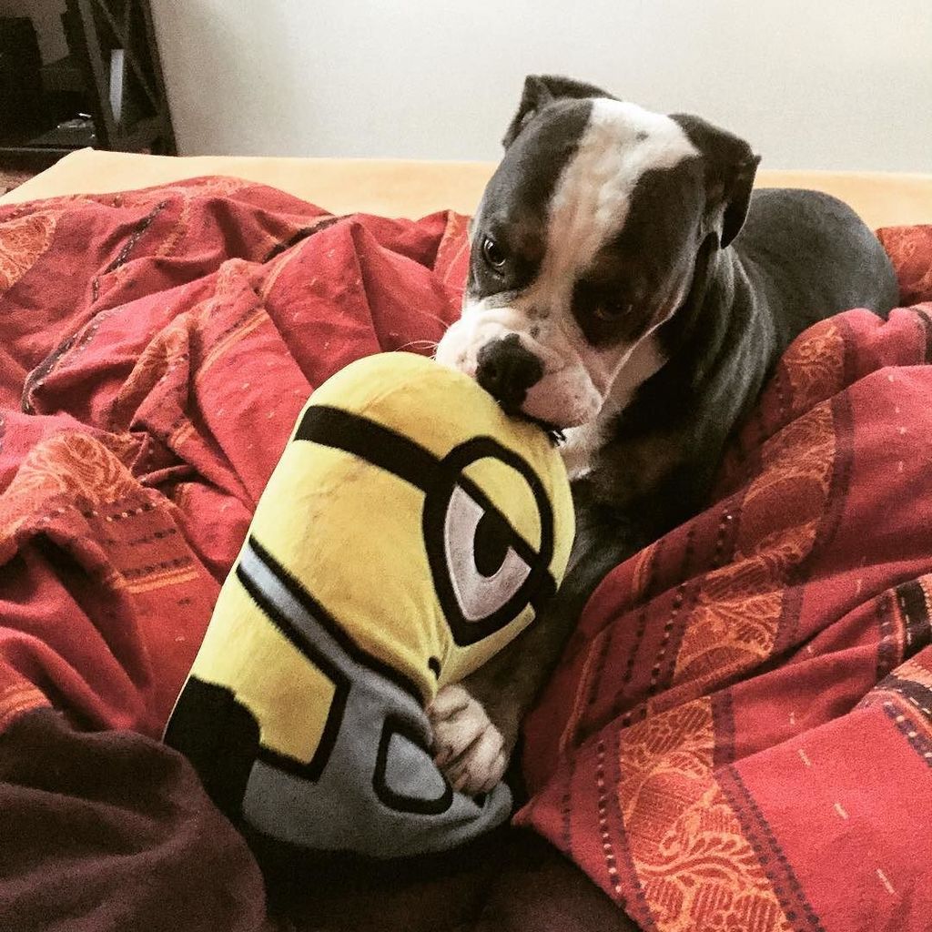 papayaminions's tweet image. He loves his minion‼️‼️ #banana #minions #kingofthewolves #kingcharlesdarwin #munich #münchen #derkönigderwölfe #mo…