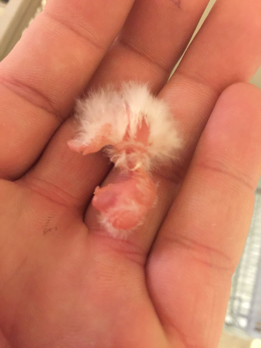 cpbirds's tweet photo. Lutino Scarlet Chested born 3/14/2016 https://t.co/x5A6u9dH5W