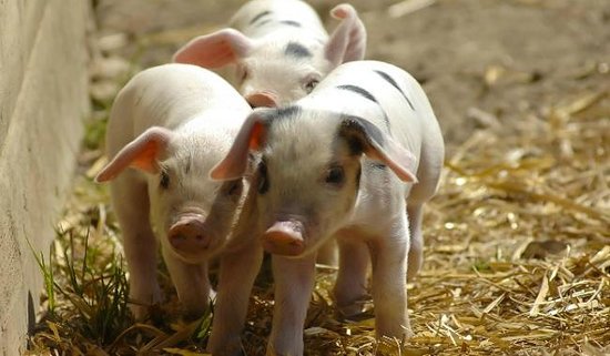 ptlondonwest's tweet photo. #Win tickets to @OddsFarmPark this #Easter in our fab competition! https://t.co/taMJO4pXYB https://t.co/32plp3lzbe